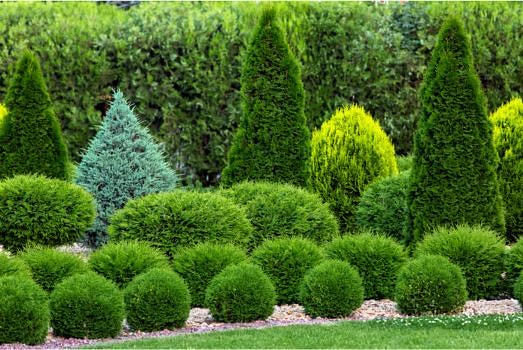 Alberi da giardino sempreverdi: consigli e attrezzi per la potatura