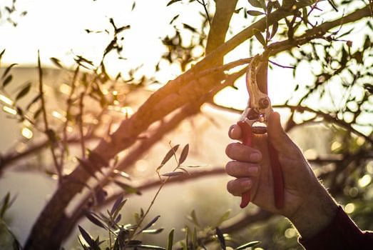 Potatura ulivi: consigli per eseguire un lavoro a regola d’arte