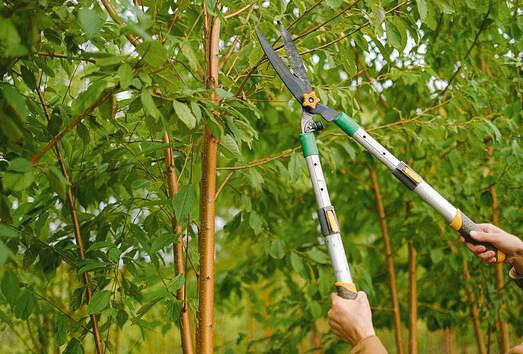 La potatura delle piante da frutto: guida per un raccolto abbondante