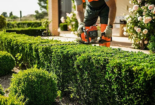 Quando potare le siepi: attrezzi indispensabili e stagionalità