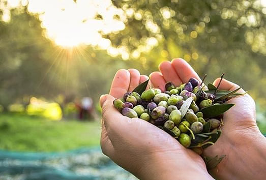 Raccolta delle olive: stagionalità, tecniche, macchinari e attrezzi