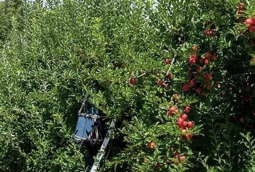 Trattamenti degli alberi da frutto con costanza e attenzione