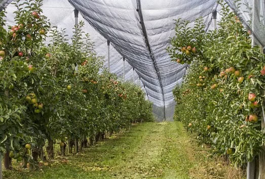 Trattamento invernale delle piante da frutto: come gestirlo al meglio