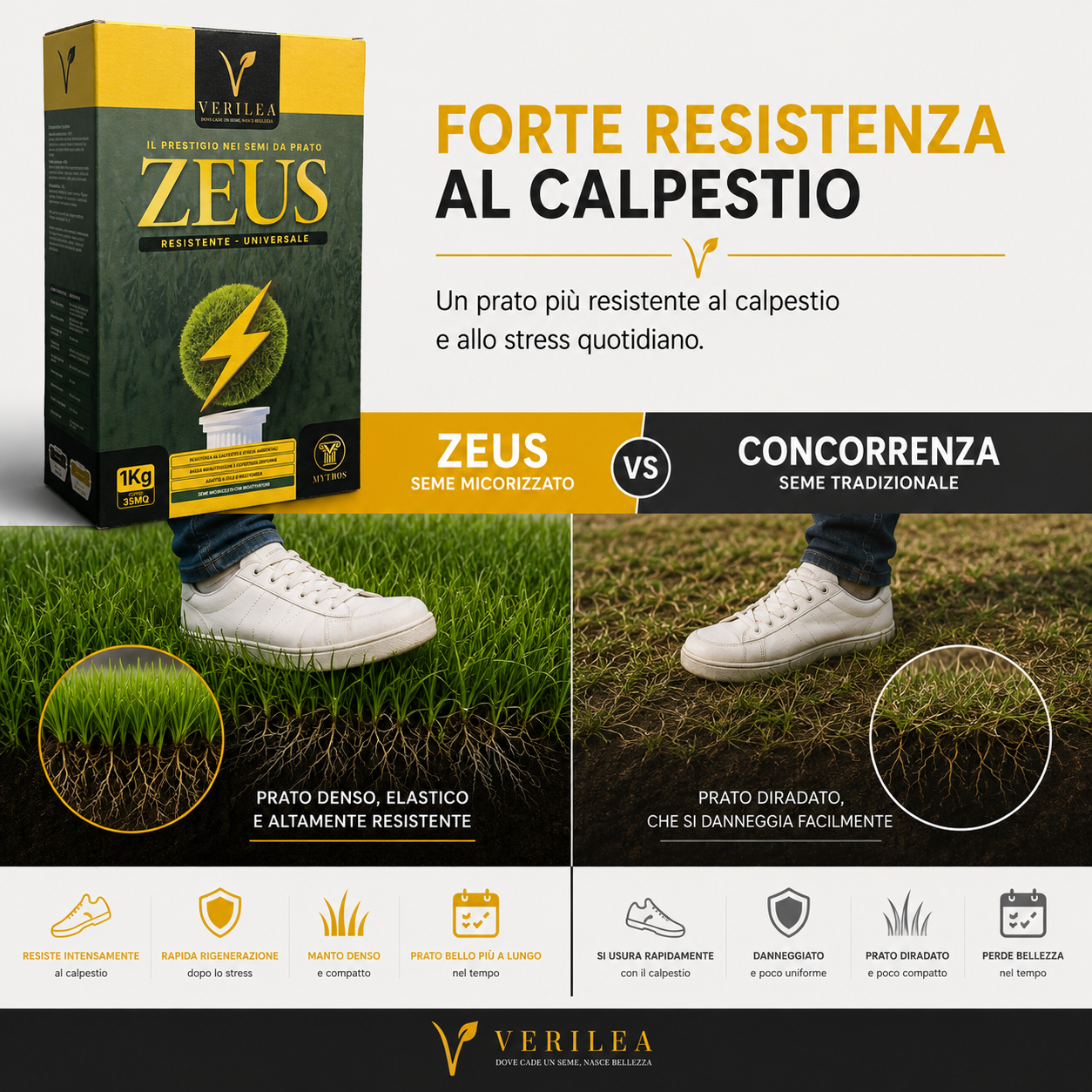Seme per prato micorizzato Zeus Verilea - Universale e resistente al calpestio.