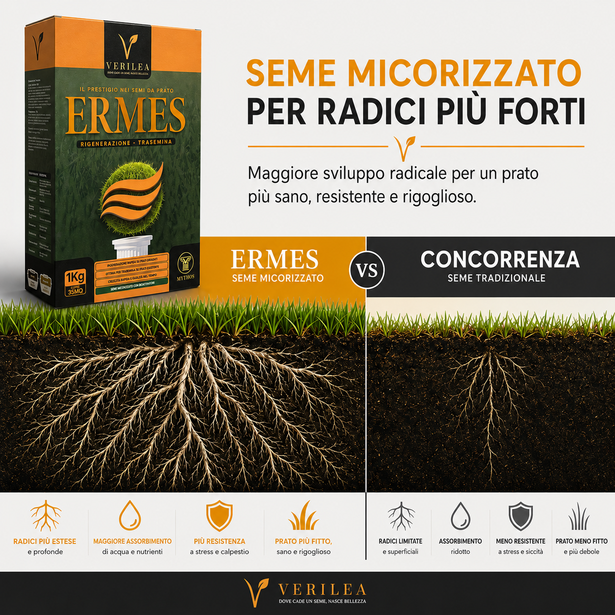 Seme per prato micorizzato Ermes Verilea - per rigenerazione e trasemina