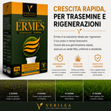 Seme per prato micorizzato Ermes Verilea - per rigenerazione e trasemina