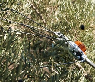Abbacchiatore Stihl SPA 130 a batteria da 2,6kg con asta fissa da 220cm.