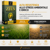 Seme per prato micorizzato Zeus Verilea - Universale e resistente al calpestio.