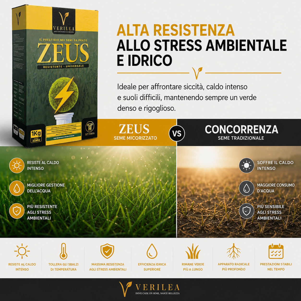 Seme per prato micorizzato Zeus Verilea - Universale e resistente al calpestio.