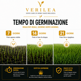 Seme per prato micorizzato Zeus Verilea - Universale e resistente al calpestio.