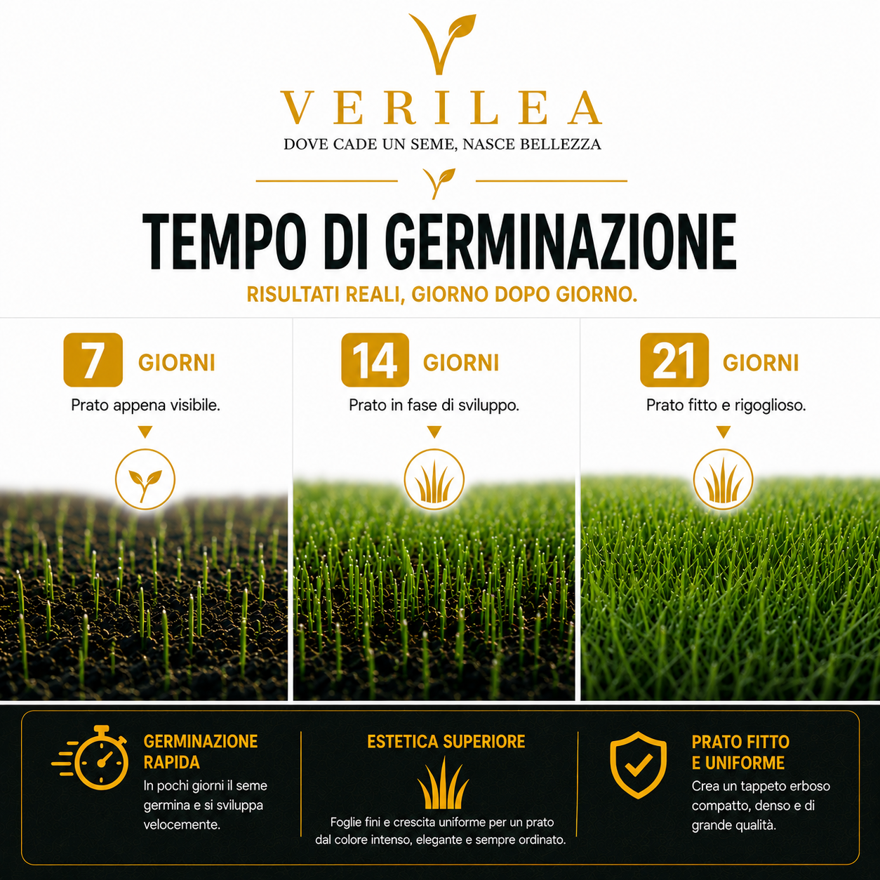 Seme per prato micorizzato Zeus Verilea - Universale e resistente al calpestio.