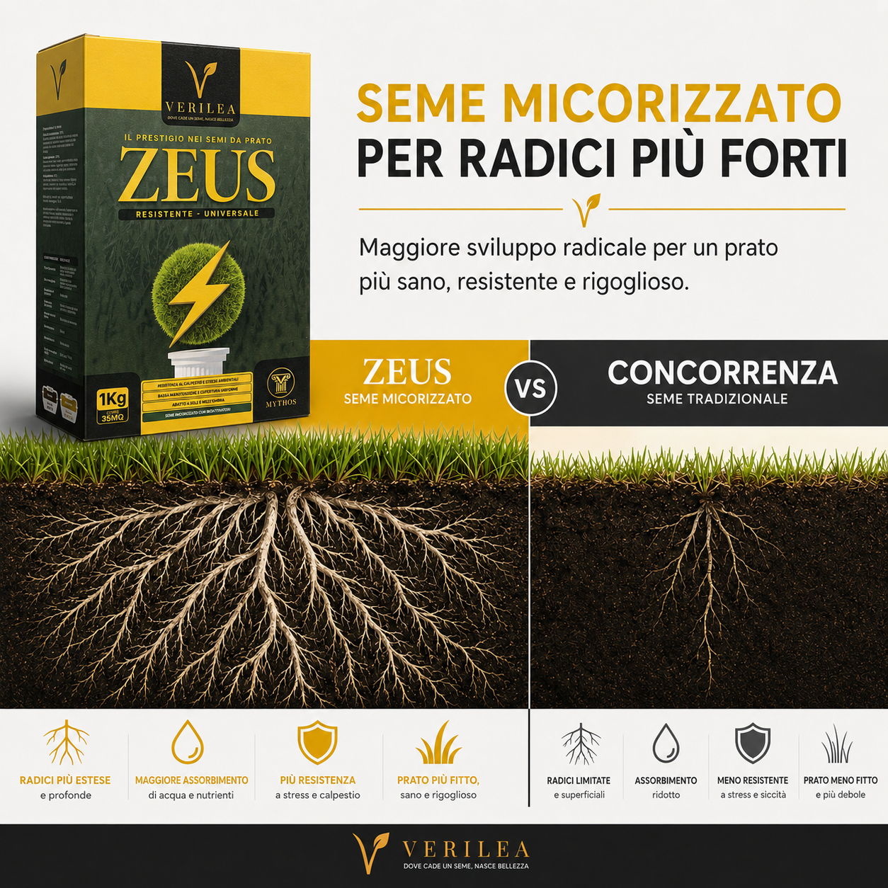 Seme per prato micorizzato Zeus Verilea - Universale e resistente al calpestio.