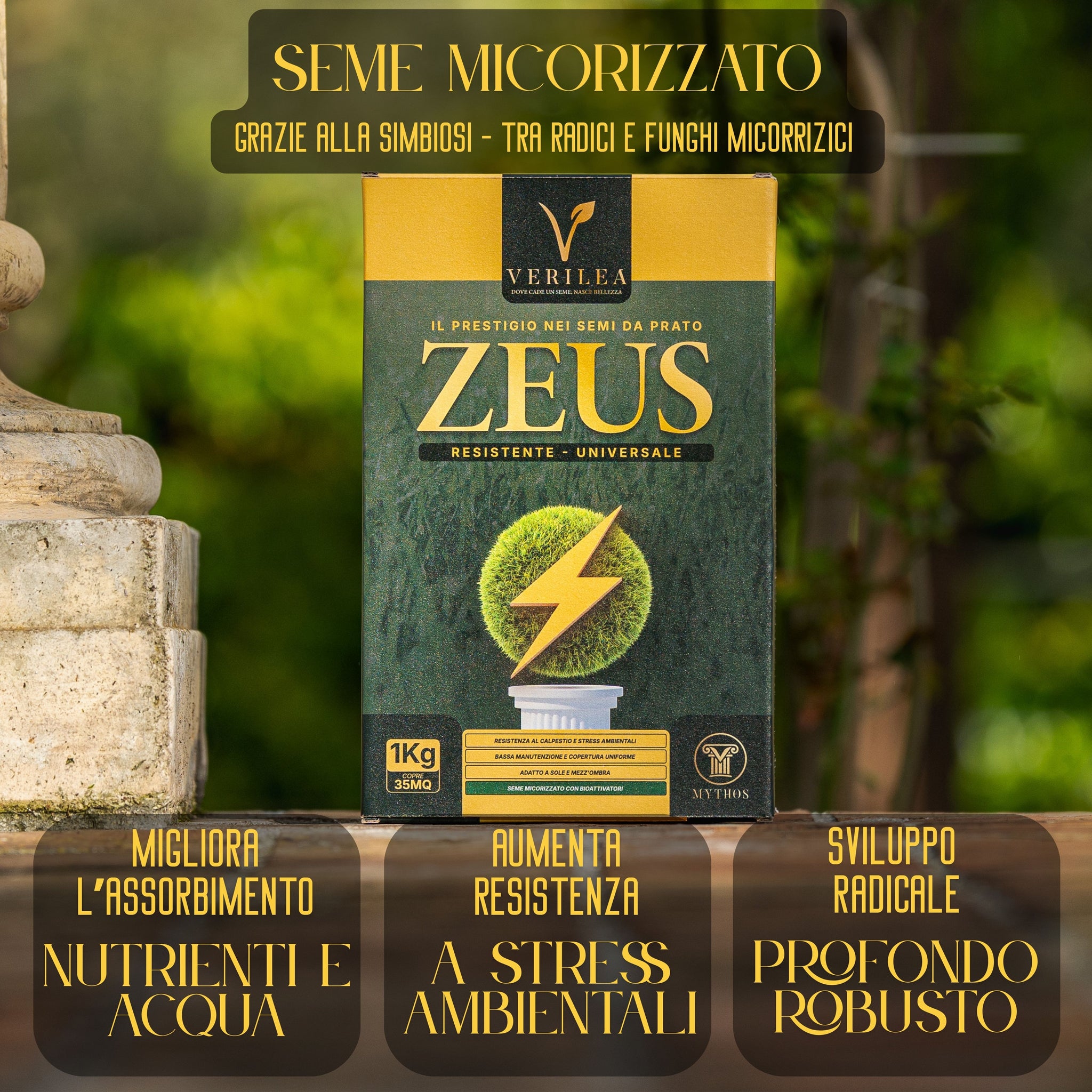 Seme per prato micorizzato Zeus Verilea - Universale e resistente al calpestio.
